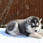 Grogo-male-Siberian-husky-puppy-for-sale-2