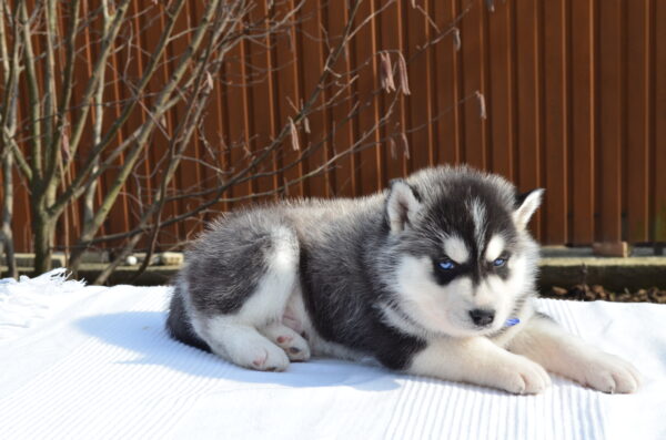 Grogo Siberian Husky Grogo Siberian Husky