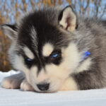Grogo-male-Siberian-husky-puppy-for-sale-3