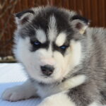 Grolls-male-Siberian-husky-puppy-for-sale-1