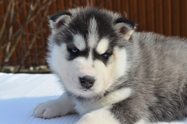 Grolls Siberian Husky Grolls Siberian Husky