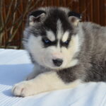 Grolls-male-Siberian-husky-puppy-for-sale-2