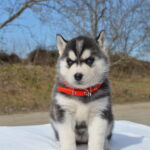 Guava-female-Siberian-husky-puppy-for-sale-1