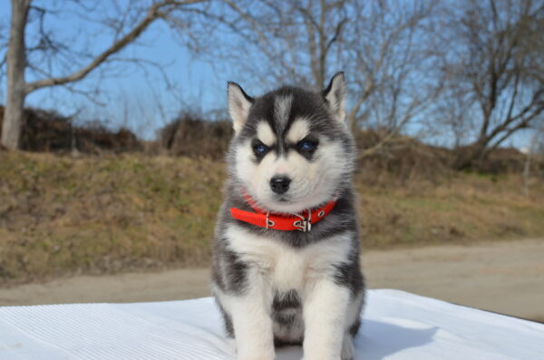 Guava Siberian Husky Guava Siberian Husky