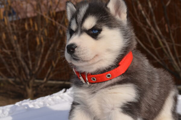 Guava Siberian Husky Guava Siberian Husky