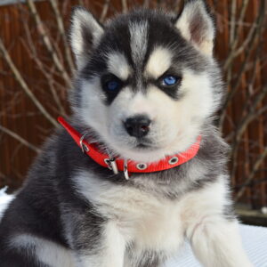 Guava Siberian Husky Guava Siberian Husky