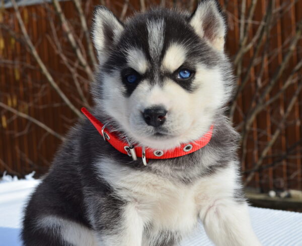 Guava Siberian Husky Guava Siberian Husky