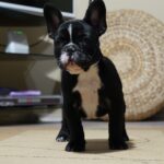 Hailey-female-french-bulldog-puppy-for-sale- (1)