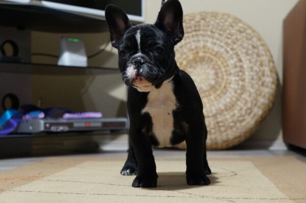 Hailey French Bulldog Hailey French Bulldog