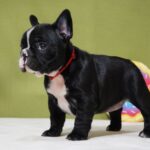 Hailey-female-french-bulldog-puppy-for-sale- (1)