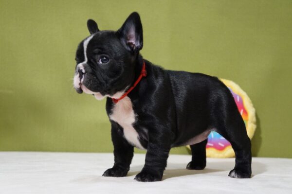 Hailey French Bulldog Hailey French Bulldog