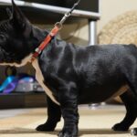 Hailey-female-french-bulldog-puppy-for-sale- (2)