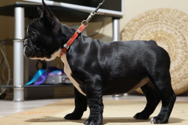 Hailey French Bulldog Hailey French Bulldog