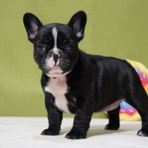 Hailey French Bulldog Hailey French Bulldog