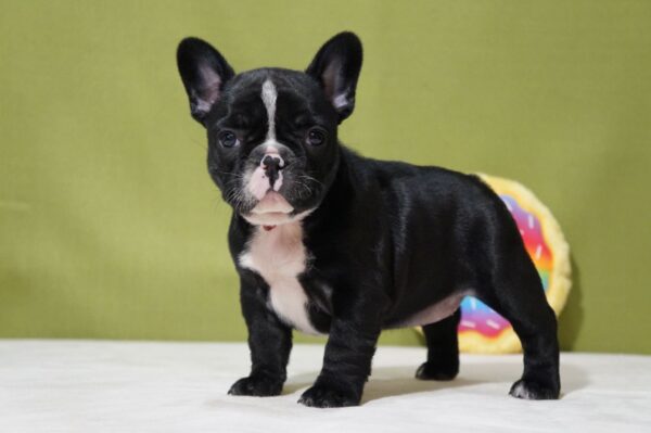 Hailey French Bulldog Hailey French Bulldog