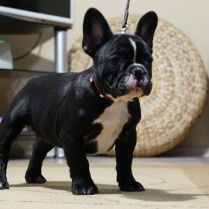 Hailey French Bulldog Hailey French Bulldog