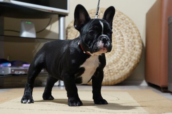 Hailey French Bulldog Hailey French Bulldog