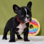 Hailey-female-french-bulldog-puppy-for-sale- (3)