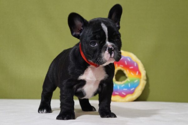 Hailey French Bulldog Hailey French Bulldog