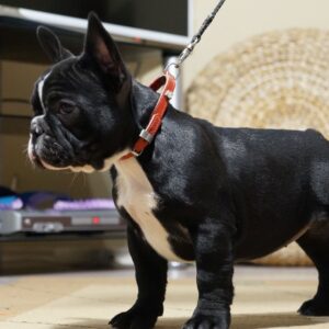 Hailey French Bulldog Hailey French Bulldog