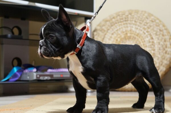 Hailey French Bulldog Hailey French Bulldog
