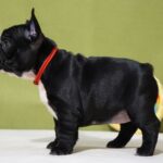 Hailey-female-french-bulldog-puppy-for-sale- (4)