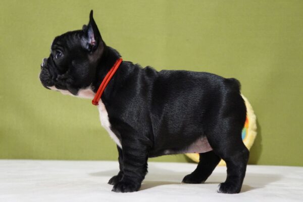 Hailey French Bulldog Hailey French Bulldog