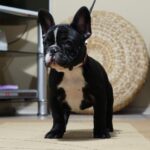 Hailey-female-french-bulldog-puppy-for-sale- (5)