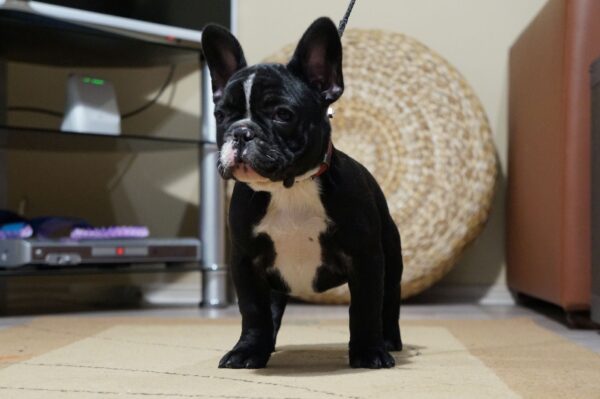 Hailey French Bulldog Hailey French Bulldog