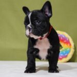 Hailey-female-french-bulldog-puppy-for-sale- (5)