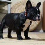 Hailey-female-french-bulldog-puppy-for-sale- (6)