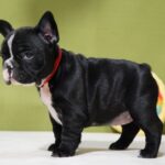 Hailey-female-french-bulldog-puppy-for-sale- (6)