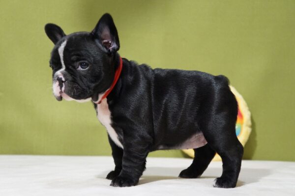 Hailey French Bulldog Hailey French Bulldog