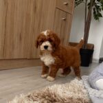 Hank-male-cavapoo-puppy-for-sale- (1)