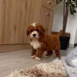 Hank Cavapoo Hank Cavapoo