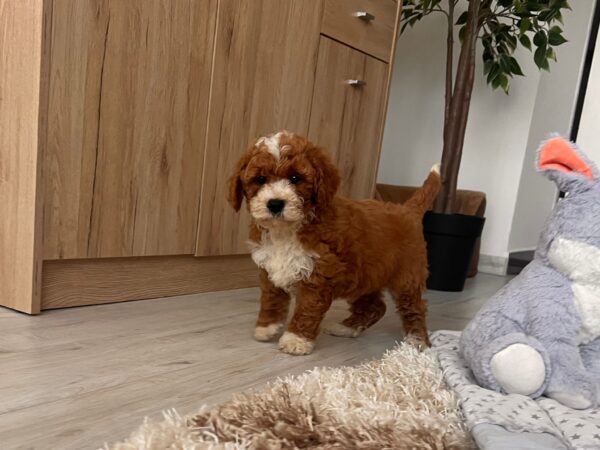 Hank Cavapoo Hank Cavapoo