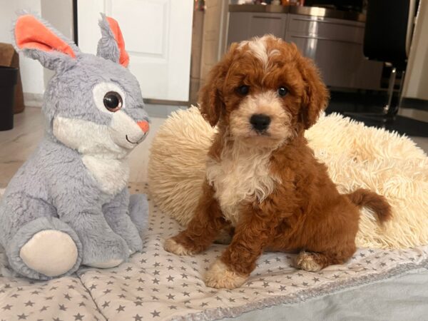 Hank Cavapoo Hank Cavapoo