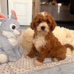 Hank-male-cavapoo-puppy-for-sale- (3)