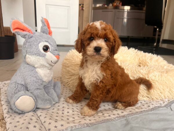 Hank Cavapoo Hank Cavapoo