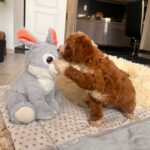 Hank-male-cavapoo-puppy-for-sale- (4)