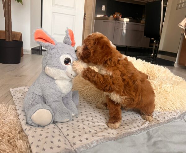 Hank Cavapoo Hank Cavapoo