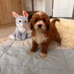 Hank-male-cavapoo-puppy-for-sale- (5)