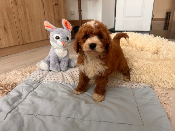 Hank Cavapoo Hank Cavapoo