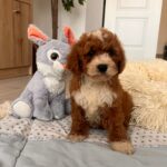 Hank-male-cavapoo-puppy-for-sale- (6)
