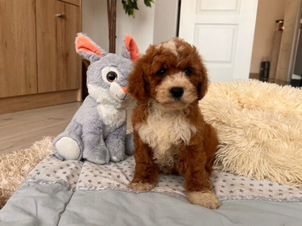 Hank Cavapoo Hank Cavapoo