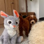 Hank-male-cavapoo-puppy-for-sale- (7)