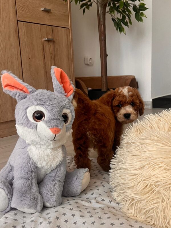 Hank Cavapoo Hank Cavapoo