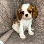 Hannah-female-Cavalier-King-Charles-Spaniel-puppy-for-sale-1