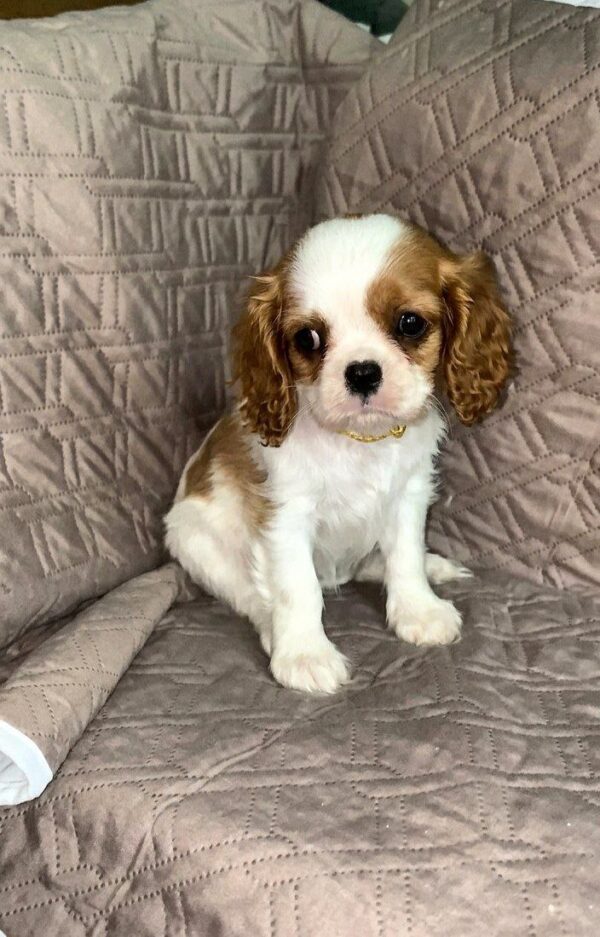 Hannah Cavalier King Charles Spaniel Hannah Cavalier King Charles Spaniel