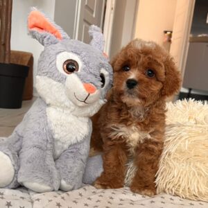 Happy Cavapoo Happy Cavapoo